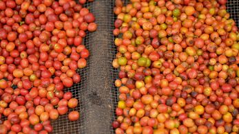 La renaissance du café congolais