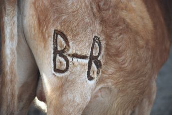 Les animaux sont marqués en cas de perte, ici un jeune taureau de Boubakar Baldé.