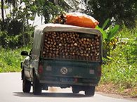 La camionnette bâchée est l’unité d’achat la plus courante des tubercules de manioc et d’igname. Méticuleusement remplis, ces vé