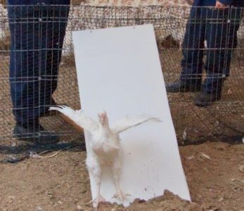photo_tobbogan2.jpg