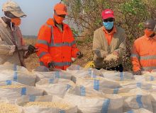 Récolte de maïs semences à Muombe en République Démocratique du Congo. Photo : MMG Kinsevere