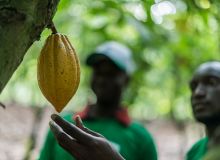 OCP Nutricrops, une nouvelle filiale du Groupe OCP, a été lancée pour accélérer la transition du Groupe vers des solutions de nutrition des plantes entièrement customisées.