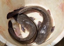 Comment bien produire le poisson-chat. © E. Pruvost