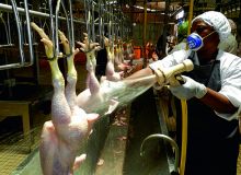 Dans l’abattoir de la Spac. Photo : A. Hervé