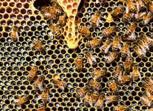 Le miel togolais est généralement de bonne facture car il est produit le plus souvent sans pesticides ni sucre ajouté. Photo : Officiel Togo