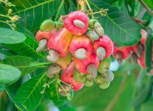 La Côte d'Ivoire est le premier producteur mondial de noix brutes de cajou avec plus de 1 200 000 tonnes en 2023. © thanin/Adobe stock