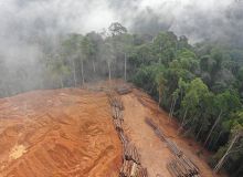 Avec 10 millions d'hectares de forêt perdus annuellement à cause de la déforestation et environ 70 millions d'hectares affectés par les incendies, de nouvelles solutions sont essentielles. © Richard Carey/Adobe Stock