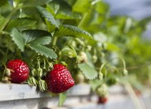 Le Ministère souhaite rassurer le public quant à la sécurité des fraises marocaines, ainsi que de tous les produits agricoles du pays. © studiophotopro/Adobe Stock