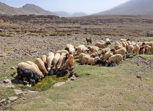 Les initiatives du gouvernement et de la Minusca ont contribué à promouvoir une transhumance pacifique. © Patricia/Adobe Stock