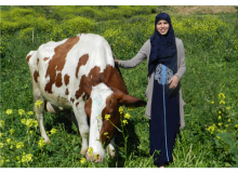 Le retour de la génétique française devrait aider les éleveurs algériens à optimiser leur cheptel laitier, comme ici près de Blida. Photo : Antoine Hervé 