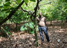 Avec cette application, les planteurs de cacao ivoiriens – ici dans la région de M’Brimbo – pourront se tenir informés des dernières règles sanitaires concernant le Covid-19. Photo : Antoine Hervé