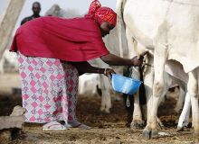 Une éleveuse foulani recueille du lait dans un centre de collecte à Dangwala Karfi, au Nord du pays. Photo : DA