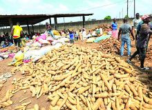 Principal tubercule consommé en Côte d’Ivoire, le manioc – ici sur un marché  de Bingerville – est nécessaire à la sécurité alimentaire du pays. Photo : DR