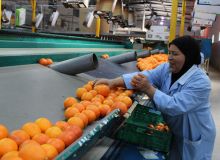Les exportations d’oranges ont progressé de 42 % en 2021-2022. Photo : Souha Yacoub/FAO
