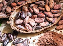 Fèves de cacao du Togo. Photo : Officiel Togo