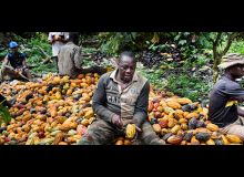 La variété dite « cacao brésilien » assure environ deux tonnes/hectare de rendement, contre une tonne pour les variétés traditionnelles. Photo : BAD