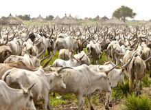 Au Togo, chaque année, environ 30 000 bovins transhument dans le pays à la recherche de pâturages. Photo : MAT