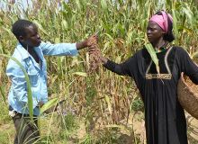 Un couple de producteur de la semence améliorée de sorgho au Burkina Faso. Crédit : Magassa.