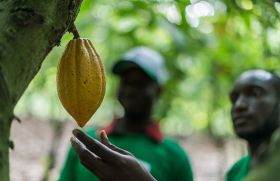 OCP Nutricrops, une nouvelle filiale du Groupe OCP, a été lancée pour accélérer la transition du Groupe vers des solutions de nutrition des plantes entièrement customisées.