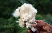 L’exemple de la culture du coton associée aux céréales et légumineuses au Mali illustre la synergie positive entre productions vivrière et de rente. Photo : zeralein/Adobe Stock