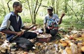 Les producteurs, ici à Ondo, dans le sud-ouest, réclament des prix plus élevés et des délais de paiement raccourcis. Photos : Daouda Aliyou