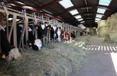 Vaches au cornadis. © M.Ballan/Pixel image