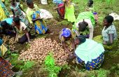 Certains enseignants bouclent leur fin de mois en faisant travailler les élèves au champ. Photo : Umbo Salama