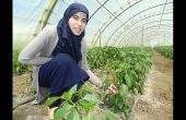 En Afrique, beaucoup de produits agricoles sont biologiques par nature, comme dans cette serre maraîchère près de Blida, en Algérie. Photo : Antoine Hervé