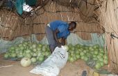 Le programme « Nourrir l’Afrique » vise à optimiser la production alimentaire. Ici, une récolte de pastèques à Keur Madiap, au nord du Sénégal. Photo : Antoine Hervé