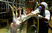 Dans l’abattoir de la Spac. Photo : A. Hervé