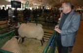 Abderrahmane Mejdoubi, président de l’Anoc, devant un beau specimen lors du Siam, le Salon marocain de l’agriculture. Photo archive : Antoine Hervé