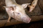 La PPA étant une maladie à déclaration obligatoire, le gouvernement invite les populations à signaler toute moralité suspecte de porcs. © Julian/adobe Stock