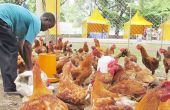 Un éleveur ivoirien nourrit ses poulets de chair. Photo : Programme d’appui à la production avicole nationale.