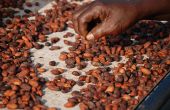 Les fèves transformées localement sont difficiles à valoriser. Le chocolat est jugé trop cher pour les bourses locales et pas assez sûr pour les touristes ou les plus fortunés. Photo : Antoine Hervé