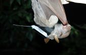 Chauve souris « Hypsignathus monstrosus » équipée d’une balise GPS pour étudier son comportement. Photo : Morgane Labadie (Cirad)