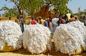 Récolte à Léo au sud-ouest du Burkina Faso. Photo : Tiego Tiemtoré