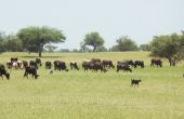 Des vaches et des chèvres broutant l’herbe pendant la saison des pluies au Niger. Photos : Sani Aboubacar.