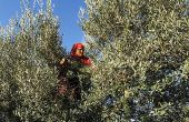 Au Maroc, la filière de l'olive est concernée par le programme d'accompagnement de groupements d'agriculteurs. Photo : DR