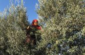 Au Maroc, la filière de l'olive est concernée par le programme d'accompagnement de groupements d'agriculteurs. Photo : DR