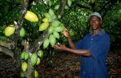 Nouhou N’Diaye dans sa plantation d’Azaguié à 40 km d’Abidjan. © Antoine Hervé.