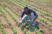 L’agriculture africaine a besoin d’aide, enfin, parce qu’à la fin, c’est elle qui aidera le monde. © Max Barattini/Fotolia