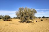La contribution d'un olivier centenaire à la recherche sur le climat et le sol