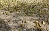 Les criquets pèlerins peuvent dévaster de larges cultures en quelques heures. Photo : FAO