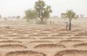  La technique de la demi-lune permet de conserver l’eau de pluie pour les cultures, comme ici au Niger. Photo : FAO.