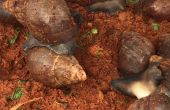 Certains escargots pèsent plus de 250 grammes. Photos : G. C. Roko