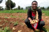 Lydie Masika Kasonia présente la variété qui porte son nom. Photo : M. K. Saliboko