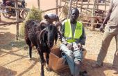 Ousman Chehou  et sa chèvre djalonke  à quatre cornes.  Photo : Silas Bayebane