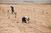 Plantation de palmiers dattiers dans la région d’Errachidia, au Maroc. Photo : Antoine Hervé