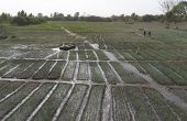 Parcelle irriguée d'un projet crowdfunding au Sénégal. Photo : Gora Talla Ngom