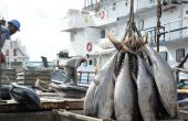 La pêche du thon en haute mer par des acteurs ivoiriens. Photo libre de droit